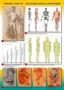 Виж оферти за Двустранно табло по изобразително изкуство „Човешка фигура — анатомия, форма, пропорции“ и „Глав...